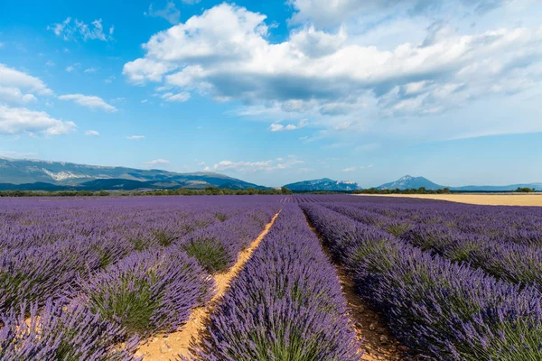 Schöne blühende Lavendelfelder und entfernte Berge in der Provence, Frankreich — Stockfoto
