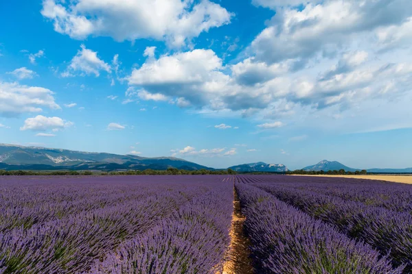 Paysage pittoresque avec beau champ de lavande et montagnes lointaines en provence, France — Photo de stock