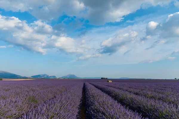 Tranquila escena rural con floreciente campo de lavanda y montañas en provence, Francia - foto de stock