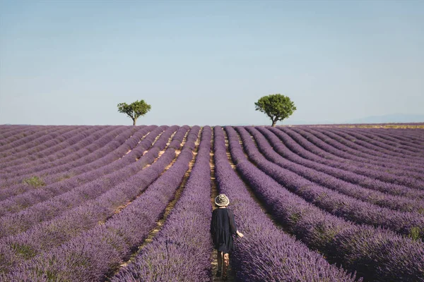 Vista posteriore di giovane donna guardando pittoresco campo di lavanda in provenienza, Francia — Foto stock