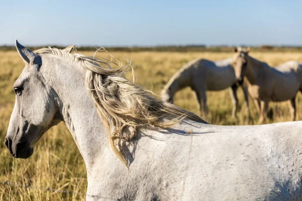 Animali — Foto stock