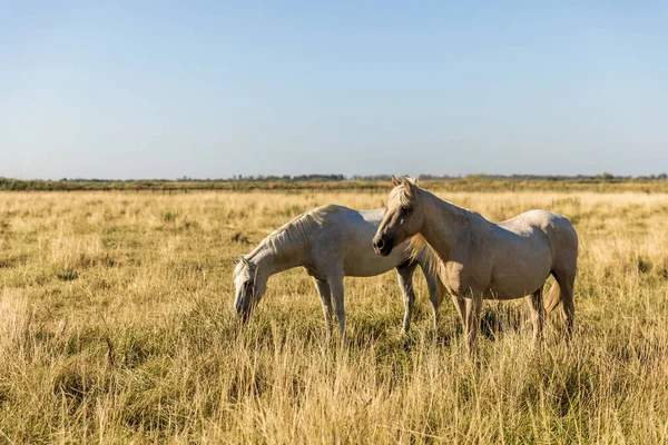 Bellissimi cavalli bianchi al pascolo, provenienza, Francia — Foto stock