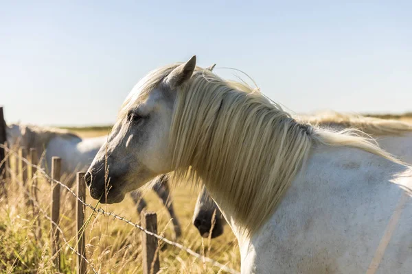 Vista lateral de hermoso caballo blanco en el pasto, provence, francia - foto de stock