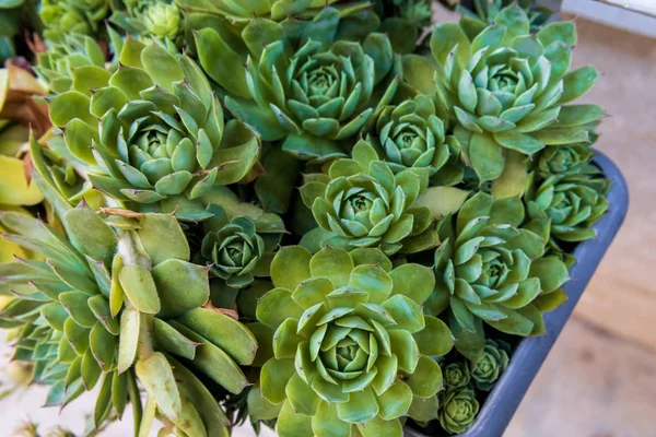 Plantes succulentes — Photo de stock