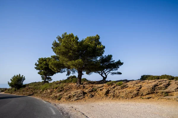 Empty asphalt road and beautiful green trees at sunny day, provence, france — Stock Photo