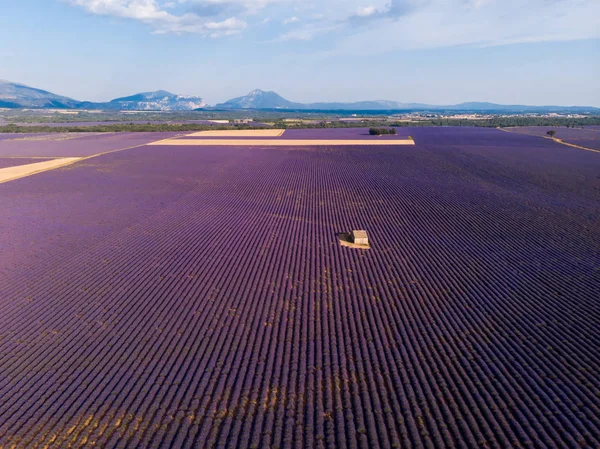 Vista aerea di fattoria solitaria sul bellissimo campo di lavanda in fiore di provenienza, Francia — Foto stock