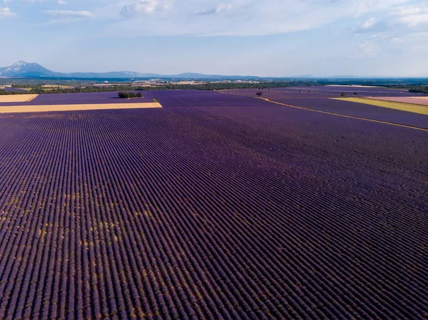 Vista aérea del hermoso campo de lavanda en flor y las montañas en provence, Francia - foto de stock