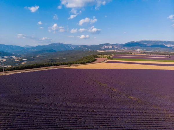 Luftaufnahme von schönen kultivierten Lavendelfeldern und Bergen in der Provence, Frankreich — Stockfoto