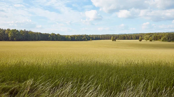 Gras — Stockfoto