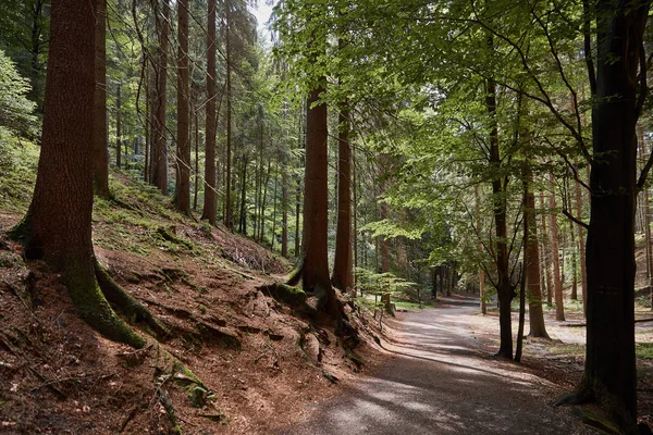 Sentier, colline et arbres verts dans une belle forêt à Bastei, Allemagne — Photo de stock