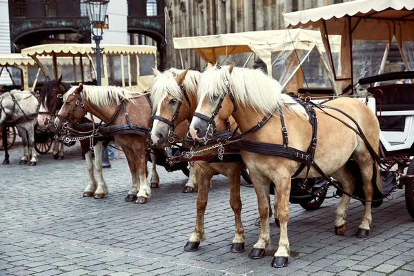 Chevaux — Photo de stock