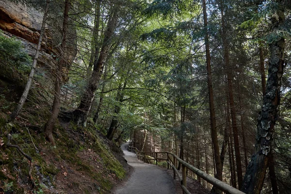 Sentier et arbres verts dans une belle forêt à Bastei, Allemagne — Photo de stock