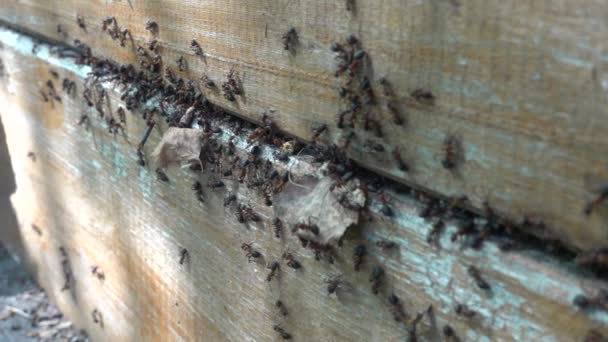 Formigas negras trabalhando em sua colina de formigas. Movimento lento — Vídeo de Stock