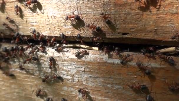 Чорні мурахи працюють на своєму мураховому пагорбі. Повільний рух — стокове відео