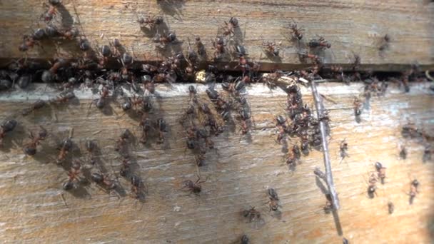 Fourmis noires travaillant sur leur fourmilière. Mouvement lent — Video