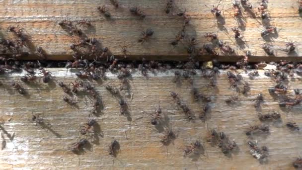 Черные муравьи работают на муравейнике. Slow Motion — стоковое видео