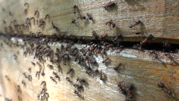 Formiche nere che lavorano sulla loro collina di formiche. Rallentatore — Video Stock