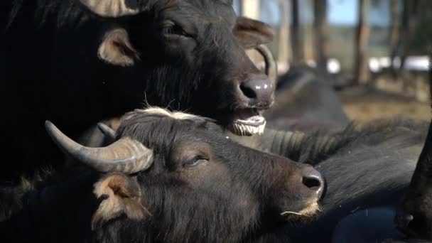 Close up Herd of buffaloes — Stock Video