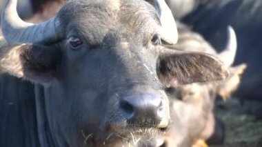 Bufalo sürüsünün kapatılması