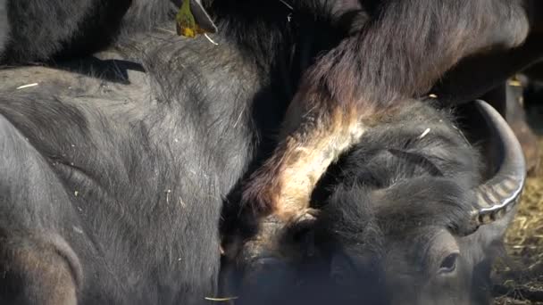 Close up Herd of buffaloes — Stock Video