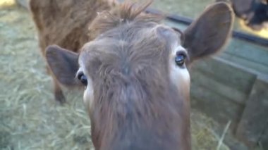 Close-up Meraklı bir buzağı kamera ile ilgileniyor.