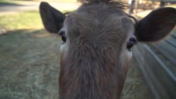 Close-up een nieuwsgierig kalf is geïnteresseerd in de camera. — Stockvideo