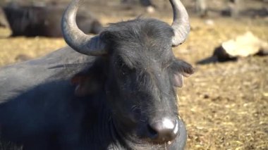 Bufalo sürüsünün kapatılması