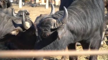 Bufalo sürüsünün kapatılması