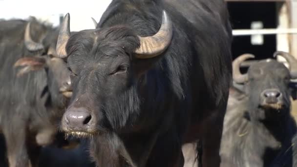 Закрыть стадо буйволов — стоковое видео