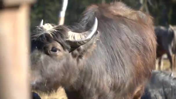 Gros plan Troupeau de buffles 