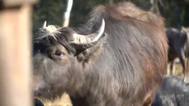 Närbild flock bufflar — Stockvideo