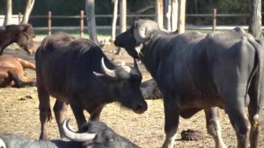 Bufalo sürüsünün kapatılması