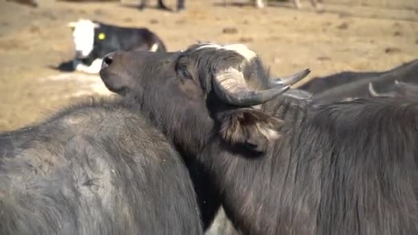 Fechar Rebanho de búfalos — Vídeo de Stock