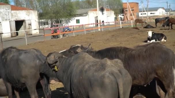 Close up Herd of buffaloes — Stock Video