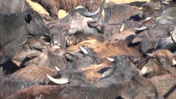 Close-up kudde buffels — Stockvideo
