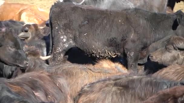 Close-up kudde buffels — Stockvideo