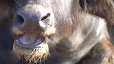 Bufalo sürüsünün kapatılması