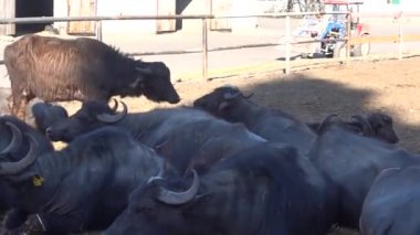 Bufalo sürüsünün kapatılması