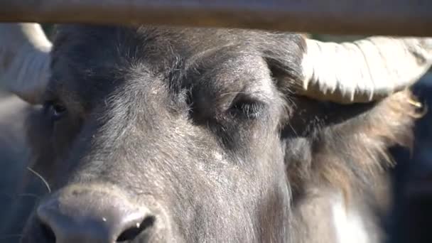 Close-up kudde buffels — Stockvideo