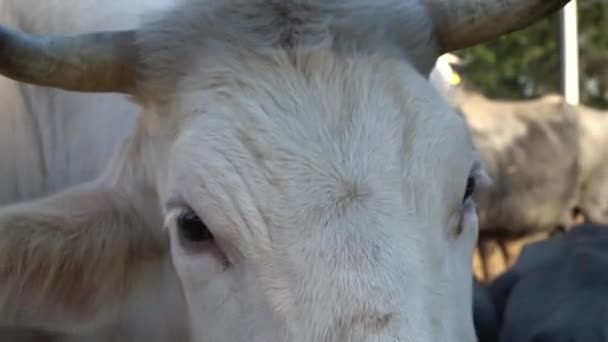 Close up Herd of cows — Stock Video