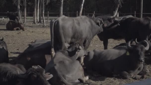 Close up Herd of buffaloes — Stock Video