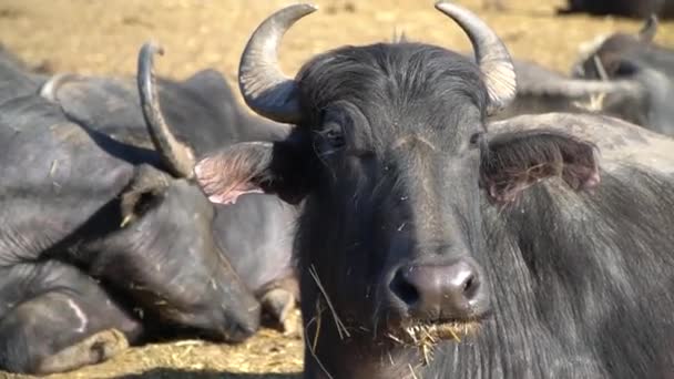Avvicinamento mandria di bufali — Video Stock