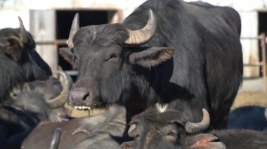 Bufalo sürüsünün kapatılması