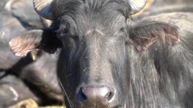 Bufalo sürüsünün kapatılması