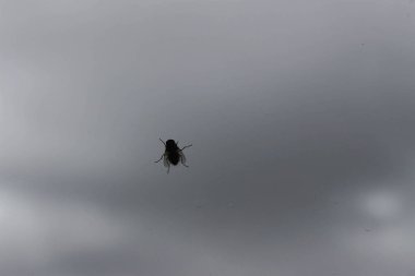 Pencerenin bir sinek.