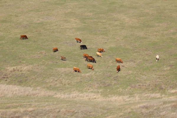 Корови Випасаються Полі Фото Зроблене Зверху — стокове фото
