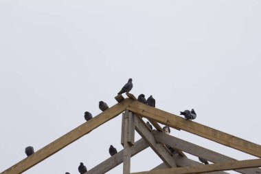 Gökyüzünde, evin çatısında güvercin.