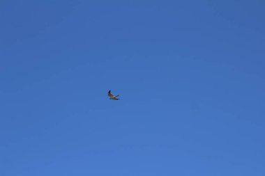 Kuşlar genellikle dallarda oturmak ve zaman zaman sinek.