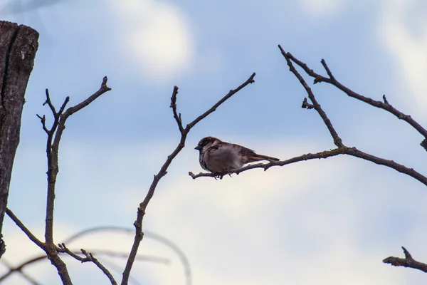 Les Oiseaux Sont Généralement Assis Sur Les Branches Volent Occasionnellement — Photo