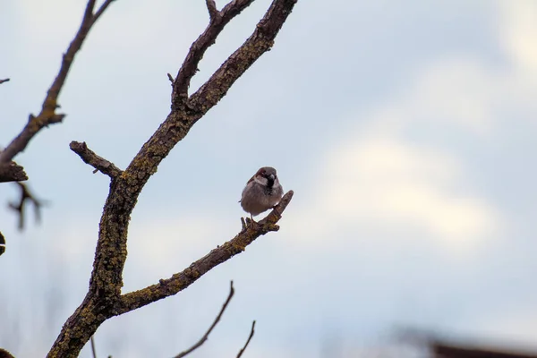 Les Oiseaux Sont Généralement Assis Sur Les Branches Volent Occasionnellement — Photo